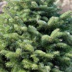 Normandská jedľa (Abies Nordmanniana) - výška 130-160 cm, kont. C55L